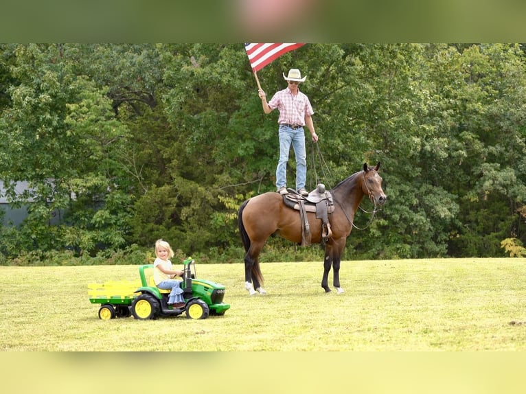 American Quarter Horse Castrone 5 Anni 152 cm Baio ciliegia in Marshall, MO