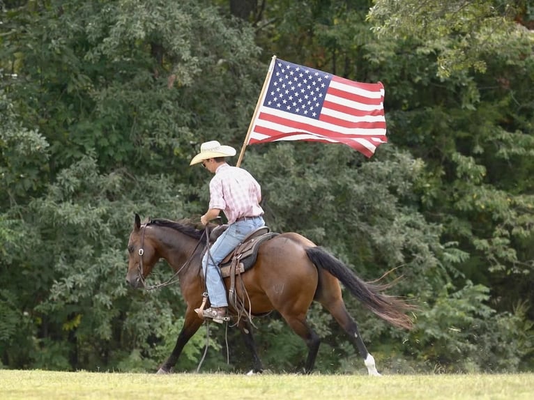 American Quarter Horse Castrone 5 Anni 152 cm Baio ciliegia in Marshall, MO