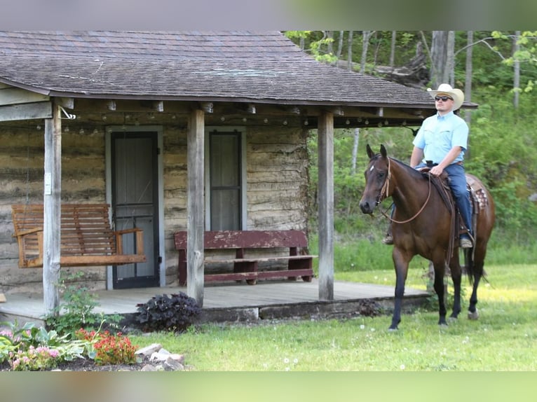 American Quarter Horse Castrone 5 Anni 152 cm Baio ciliegia in Buffalo, MO