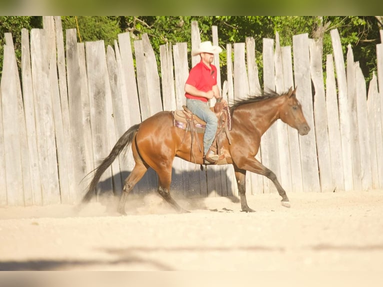 American Quarter Horse Castrone 5 Anni 152 cm Baio ciliegia in Buffalo, MO