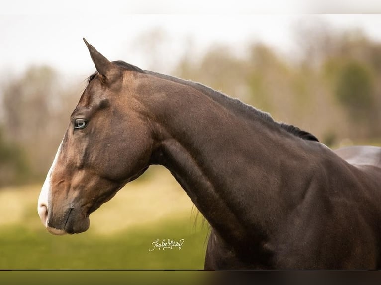 American Quarter Horse Castrone 5 Anni 152 cm Baio ciliegia in Madisonville, KY