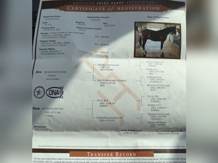 American Quarter Horse Castrone 5 Anni 152 cm Baio ciliegia in Buffalo