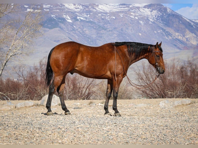 American Quarter Horse Castrone 5 Anni 152 cm Baio ciliegia in Cody, WY
