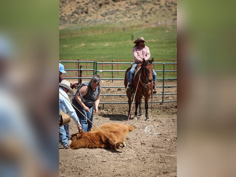 American Quarter Horse Castrone 5 Anni 152 cm Baio ciliegia in Cody, WY
