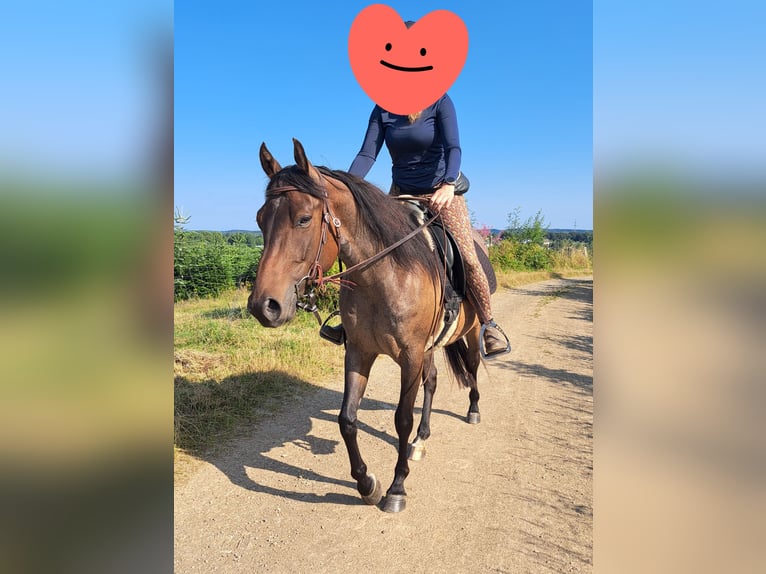 American Quarter Horse Castrone 5 Anni 152 cm Baio roano in Ennepetal