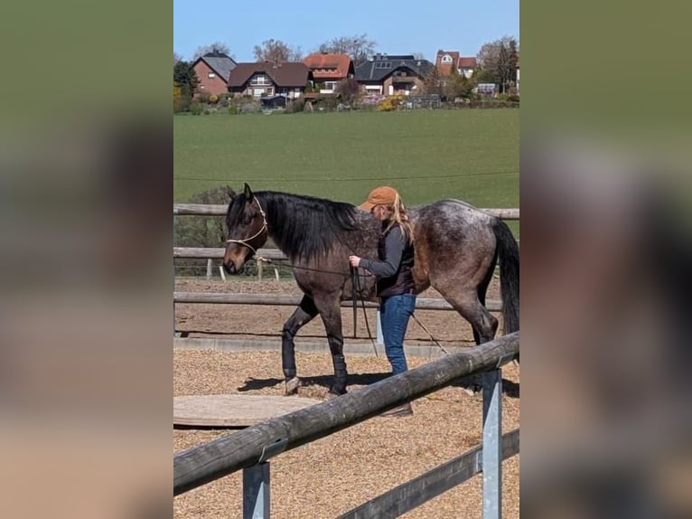 American Quarter Horse Castrone 5 Anni 152 cm Baio roano in Ennepetal