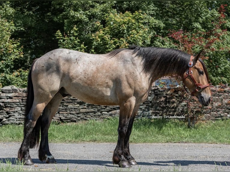 American Quarter Horse Castrone 5 Anni 152 cm Baio roano in Everett PA