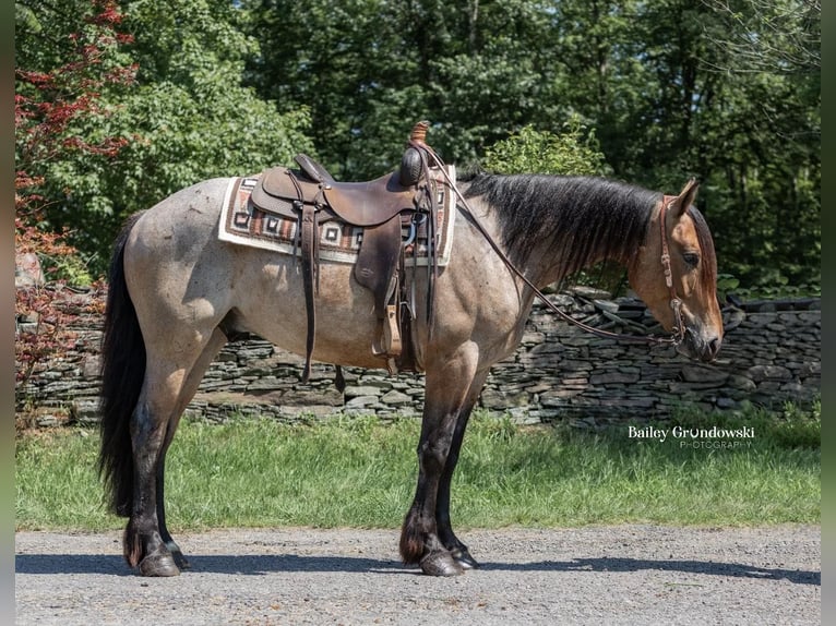 American Quarter Horse Castrone 5 Anni 152 cm Baio roano in Everett PA