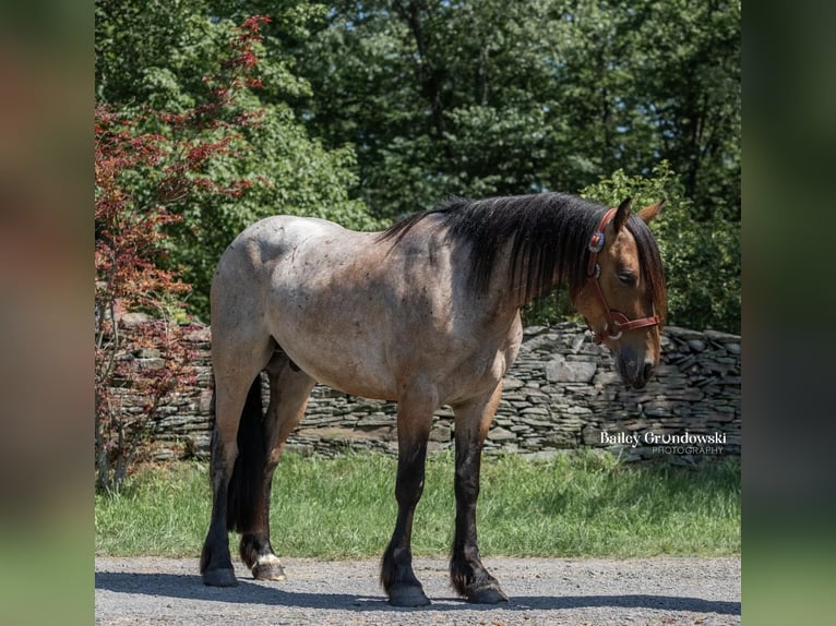 American Quarter Horse Castrone 5 Anni 152 cm Baio roano in Everett PA