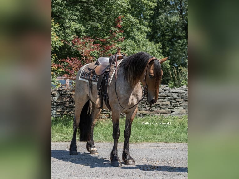 American Quarter Horse Castrone 5 Anni 152 cm Baio roano in Everett PA