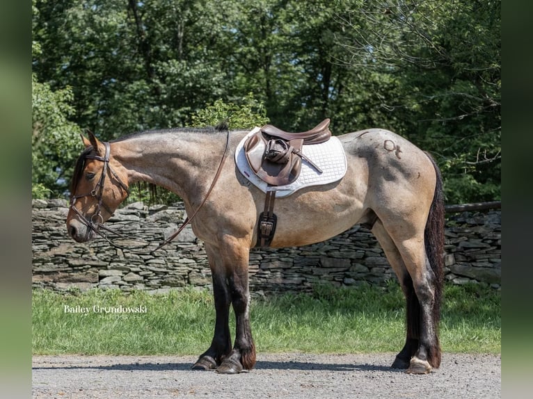 American Quarter Horse Castrone 5 Anni 152 cm Baio roano in Everett PA