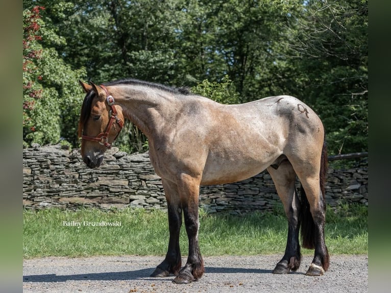 American Quarter Horse Castrone 5 Anni 152 cm Baio roano in Everett PA