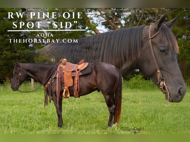 American Quarter Horse Castrone 5 Anni 152 cm Baio roano in Greensburg, KY