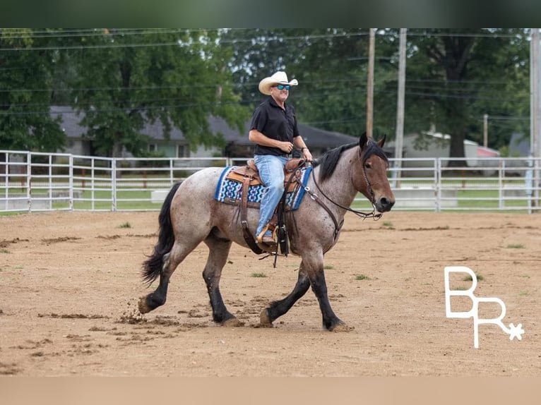 American Quarter Horse Castrone 5 Anni 152 cm Baio roano in Mountain Grove MO