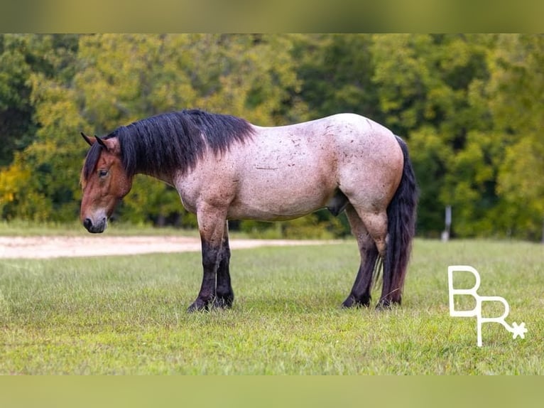 American Quarter Horse Castrone 5 Anni 152 cm Baio roano in Mountain Grove MO