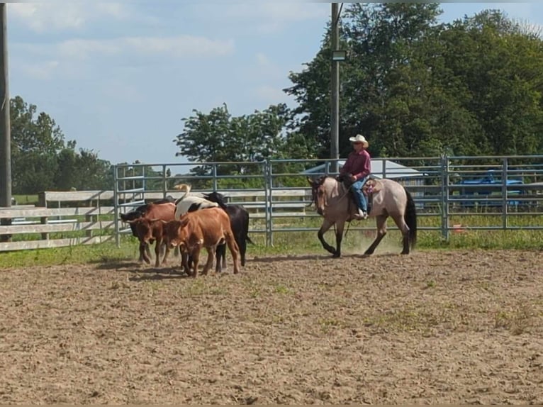 American Quarter Horse Castrone 5 Anni 152 cm Baio roano in Winchester OH