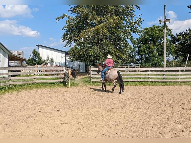 American Quarter Horse Castrone 5 Anni 152 cm Baio roano in Winchester OH