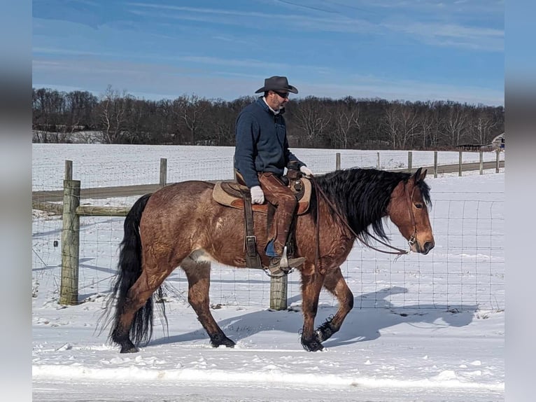 American Quarter Horse Castrone 5 Anni 152 cm Baio roano in Winchester OH