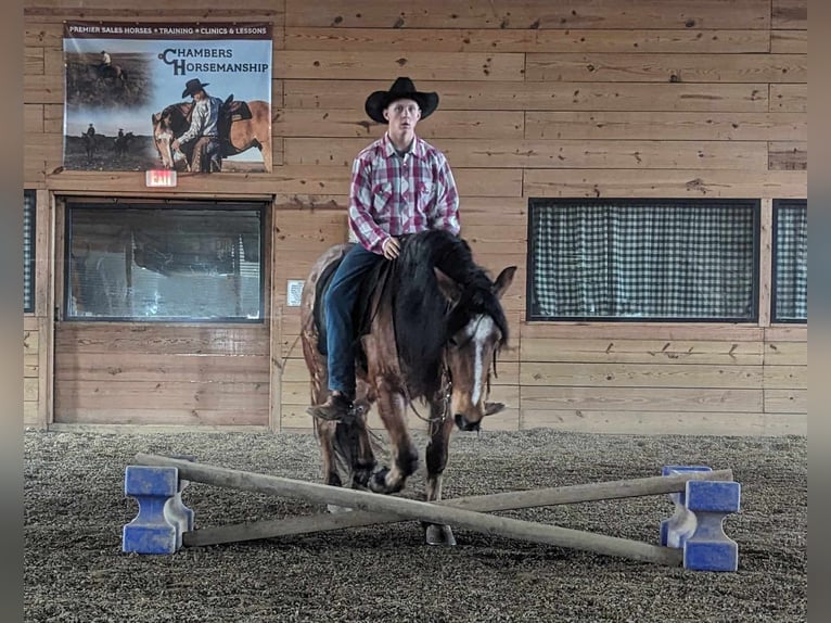 American Quarter Horse Castrone 5 Anni 152 cm Baio roano in Winchester OH