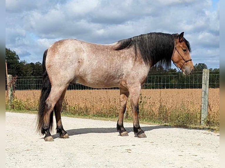 American Quarter Horse Castrone 5 Anni 152 cm Baio roano in Winchester OH