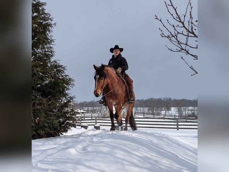 American Quarter Horse Castrone 5 Anni 152 cm Baio roano in Winchester OH