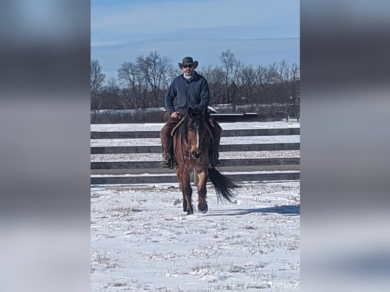 American Quarter Horse Castrone 5 Anni 152 cm Baio roano in Winchester OH