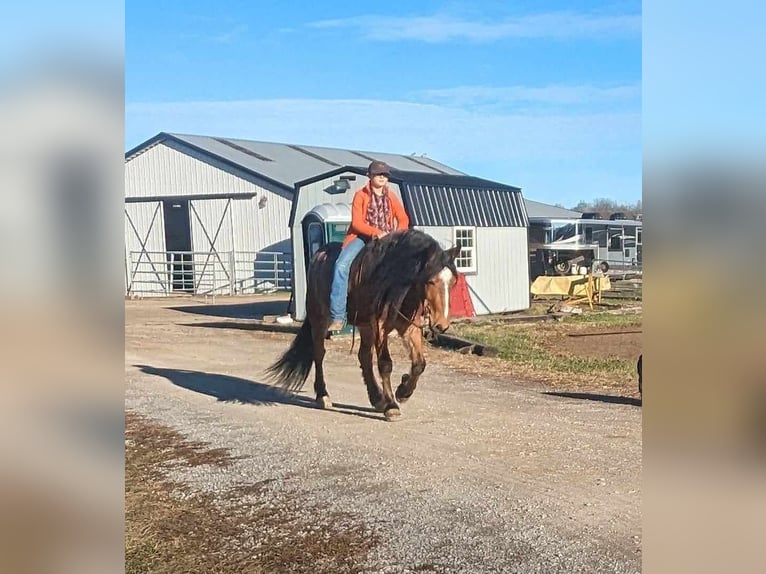 American Quarter Horse Castrone 5 Anni 152 cm Baio roano in Winchester OH