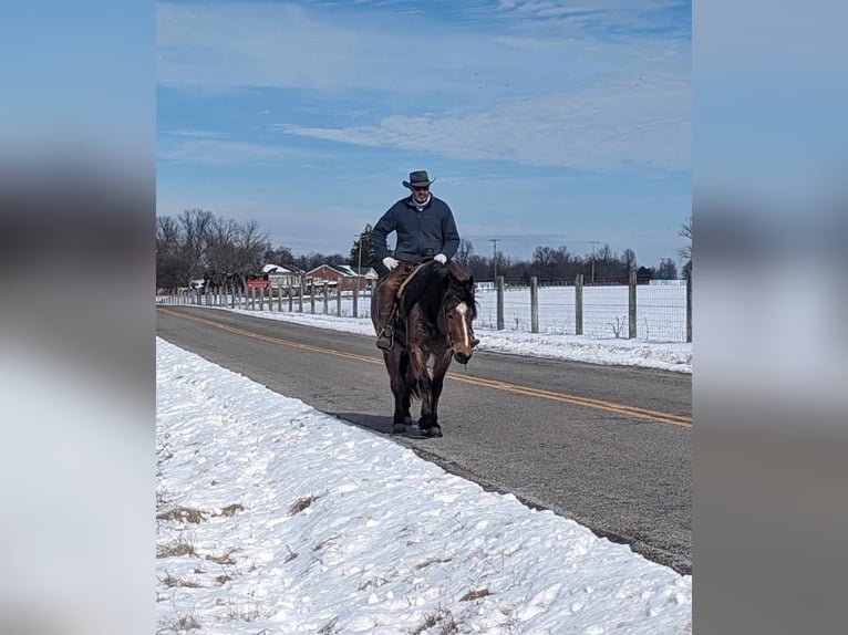 American Quarter Horse Castrone 5 Anni 152 cm Baio roano in Winchester OH