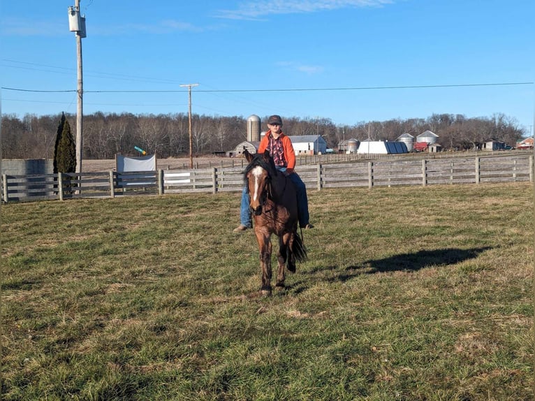 American Quarter Horse Castrone 5 Anni 152 cm Baio roano in Winchester OH