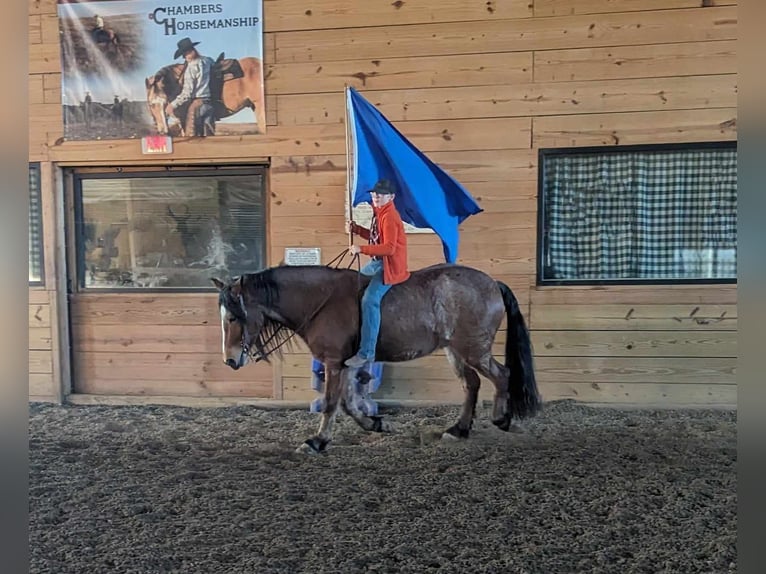 American Quarter Horse Castrone 5 Anni 152 cm Baio roano in Winchester OH