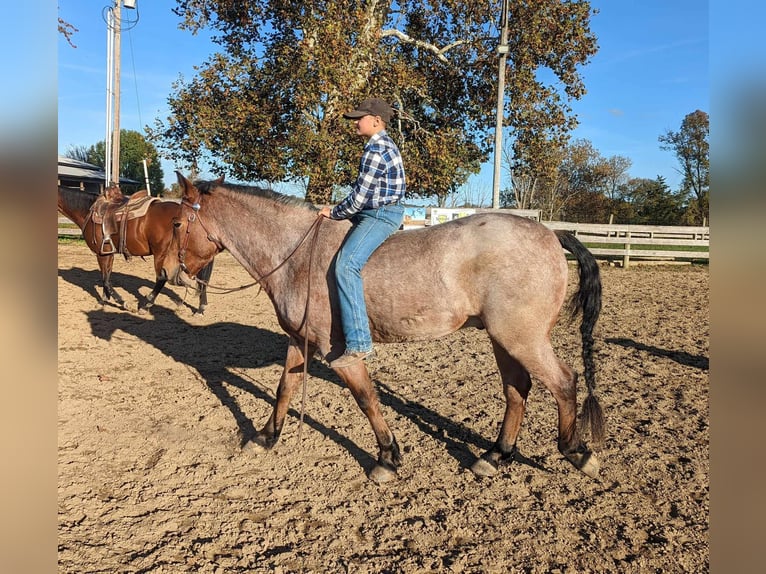 American Quarter Horse Castrone 5 Anni 152 cm Baio roano in Winchester OH