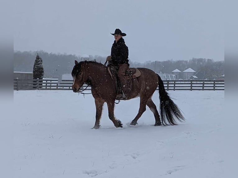 American Quarter Horse Castrone 5 Anni 152 cm Baio roano in Winchester OH