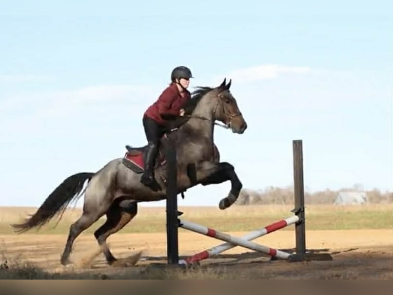 American Quarter Horse Castrone 5 Anni 152 cm Baio roano in Auburn