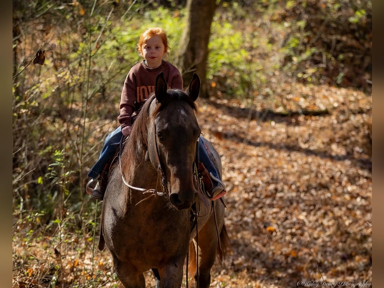 American Quarter Horse Castrone 5 Anni 152 cm Baio roano in Auburn