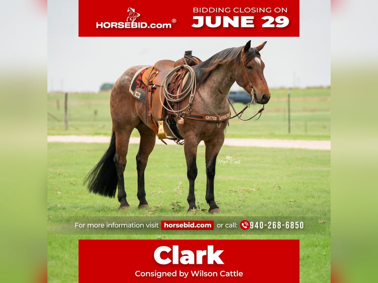 American Quarter Horse Castrone 5 Anni 152 cm Baio roano in Canyon