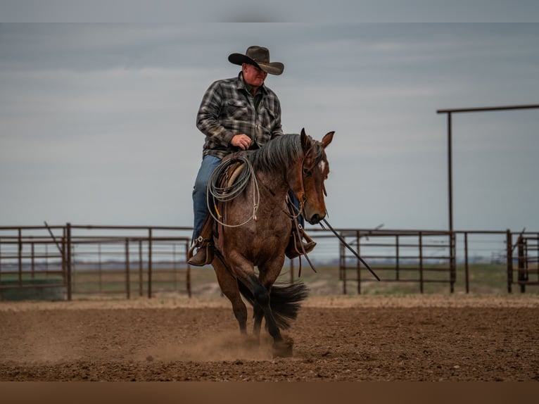 American Quarter Horse Castrone 5 Anni 152 cm Baio roano in Canyon