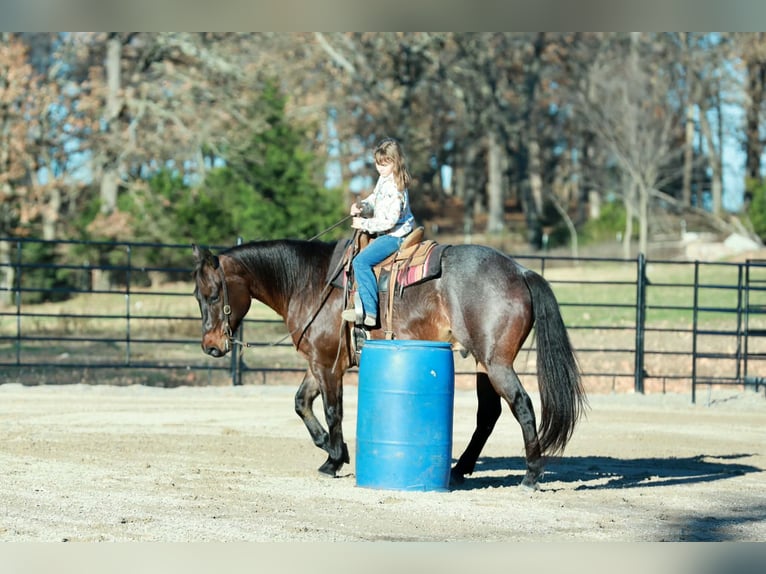 American Quarter Horse Castrone 5 Anni 152 cm Baio roano in Purdy