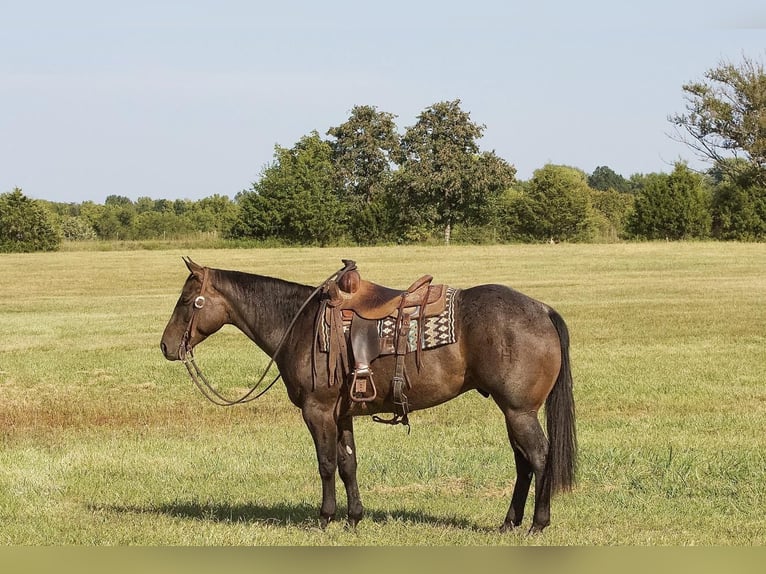 American Quarter Horse Castrone 5 Anni 152 cm Baio roano in Buffalo, MO