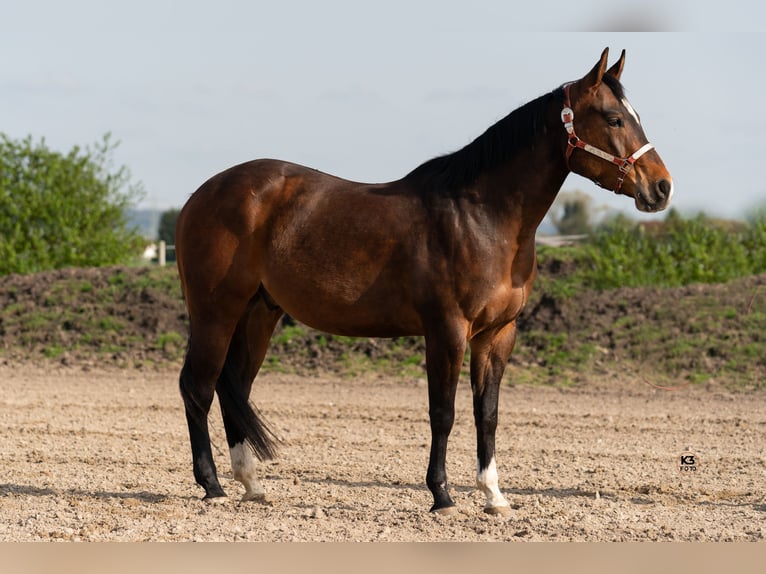 American Quarter Horse Castrone 5 Anni 152 cm Baio scuro in Memmingen