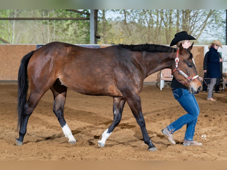 American Quarter Horse Castrone 5 Anni 152 cm Baio scuro in Memmingen