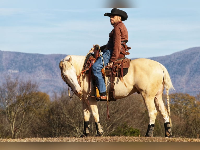 American Quarter Horse Castrone 5 Anni 152 cm Cremello in Chatsworth, GA