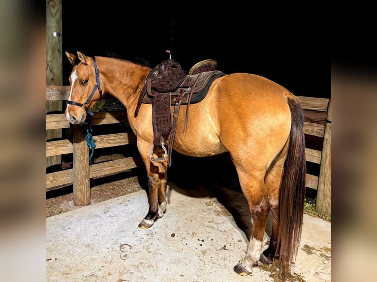 American Quarter Horse Castrone 5 Anni 152 cm Falbo in Cross City