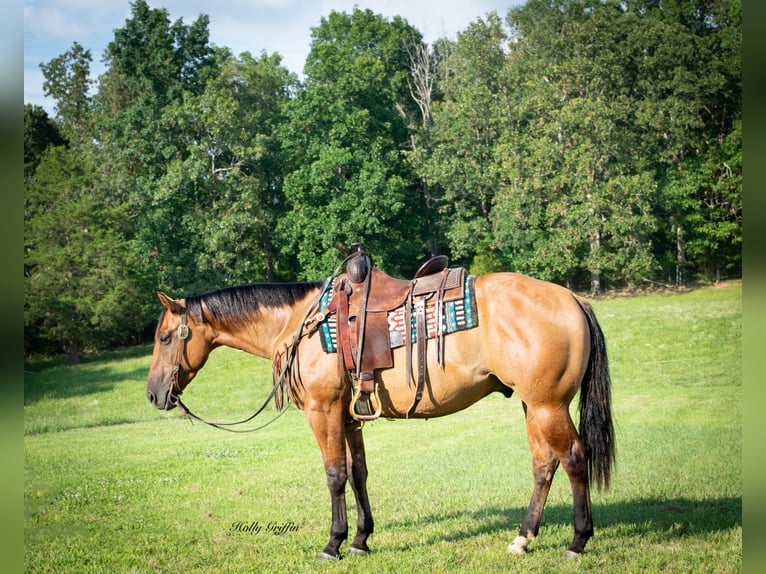American Quarter Horse Castrone 5 Anni 152 cm Falbo in Greenville Ky