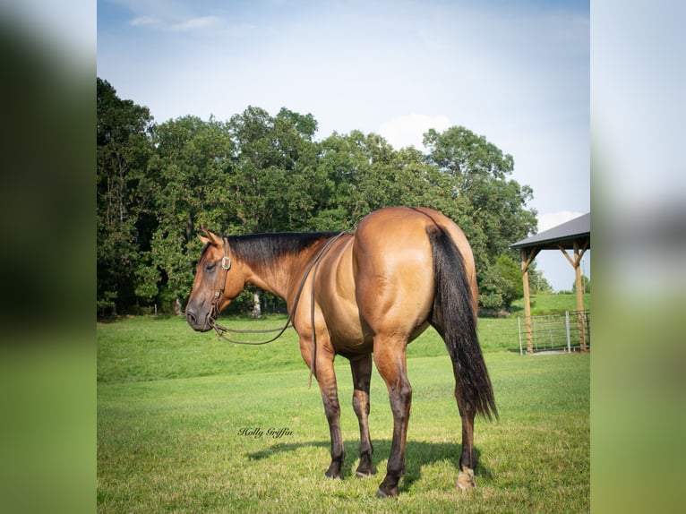 American Quarter Horse Castrone 5 Anni 152 cm Falbo in Greenville Ky