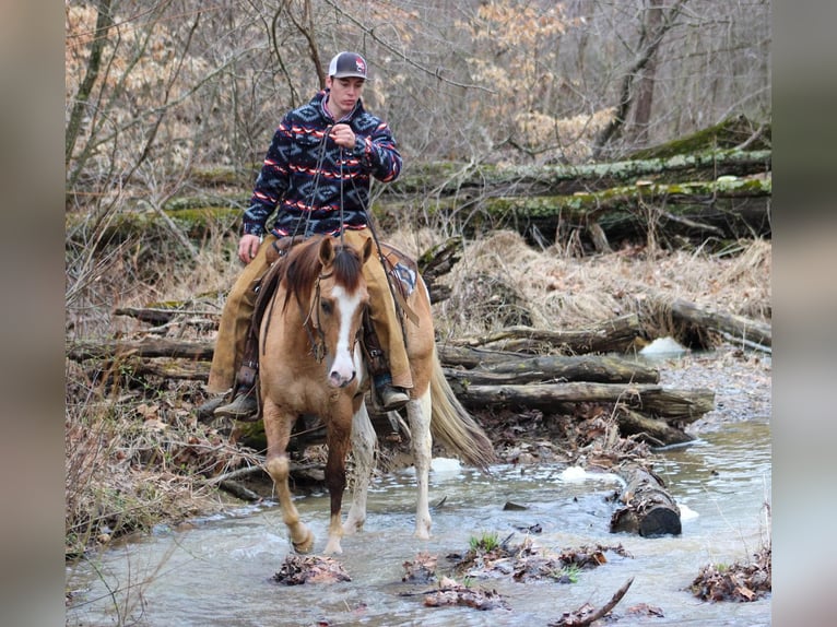 American Quarter Horse Castrone 5 Anni 152 cm Falbo in Lexington IN