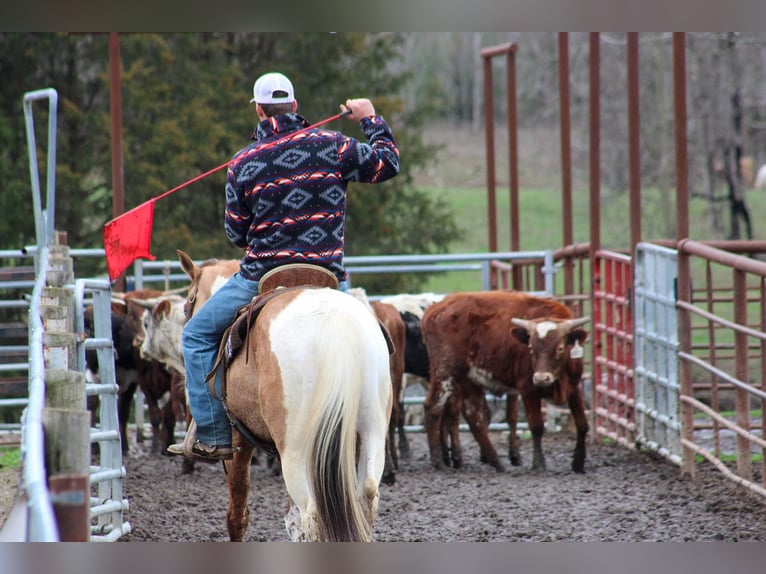 American Quarter Horse Castrone 5 Anni 152 cm Falbo in Lexington IN