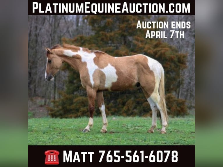 American Quarter Horse Castrone 5 Anni 152 cm Falbo in Lexington IN