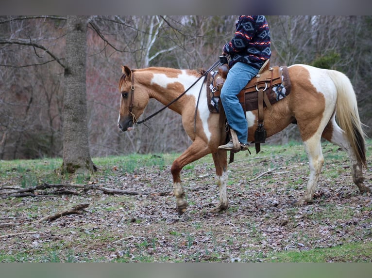 American Quarter Horse Castrone 5 Anni 152 cm Falbo in Lexington IN