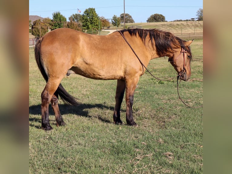 American Quarter Horse Castrone 5 Anni 152 cm Falbo in Milsap TX