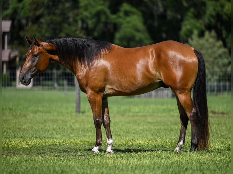 American Quarter Horse Castrone 5 Anni 152 cm Falbo in Joy, IL